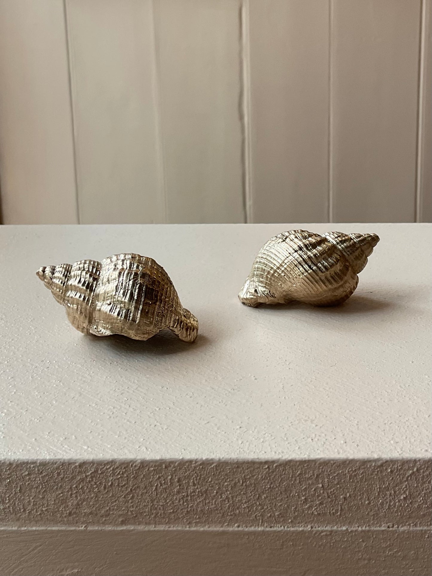Bronze Whelk Shell