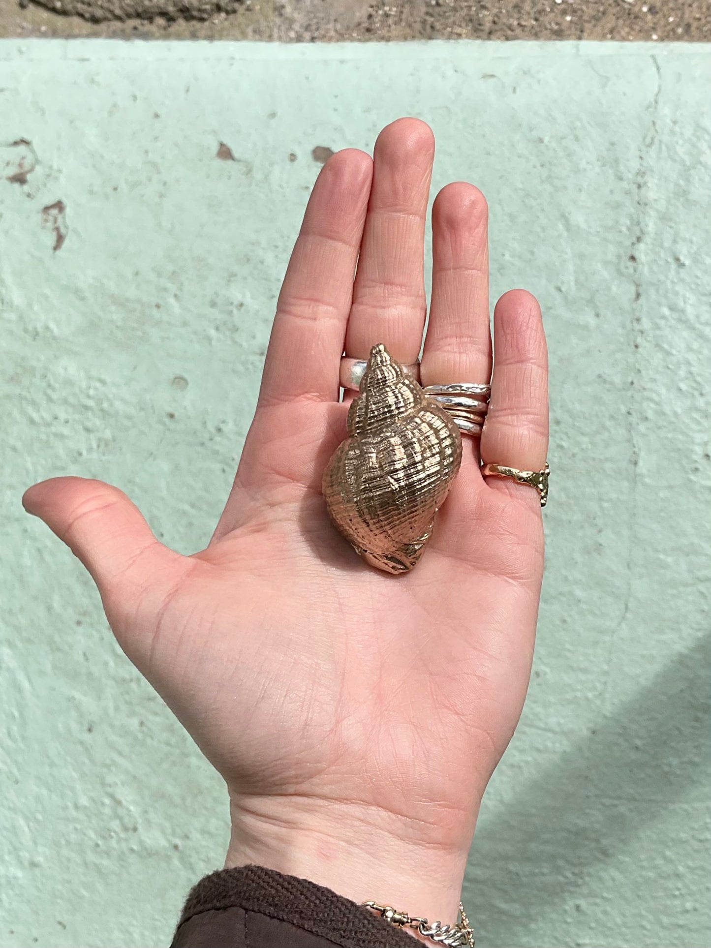 Bronze Whelk Shell