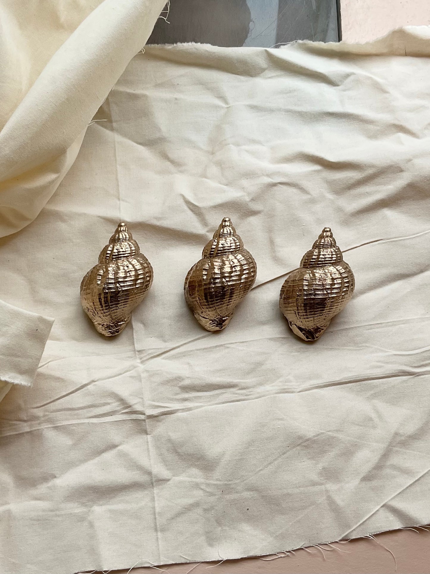 Bronze Whelk Shell