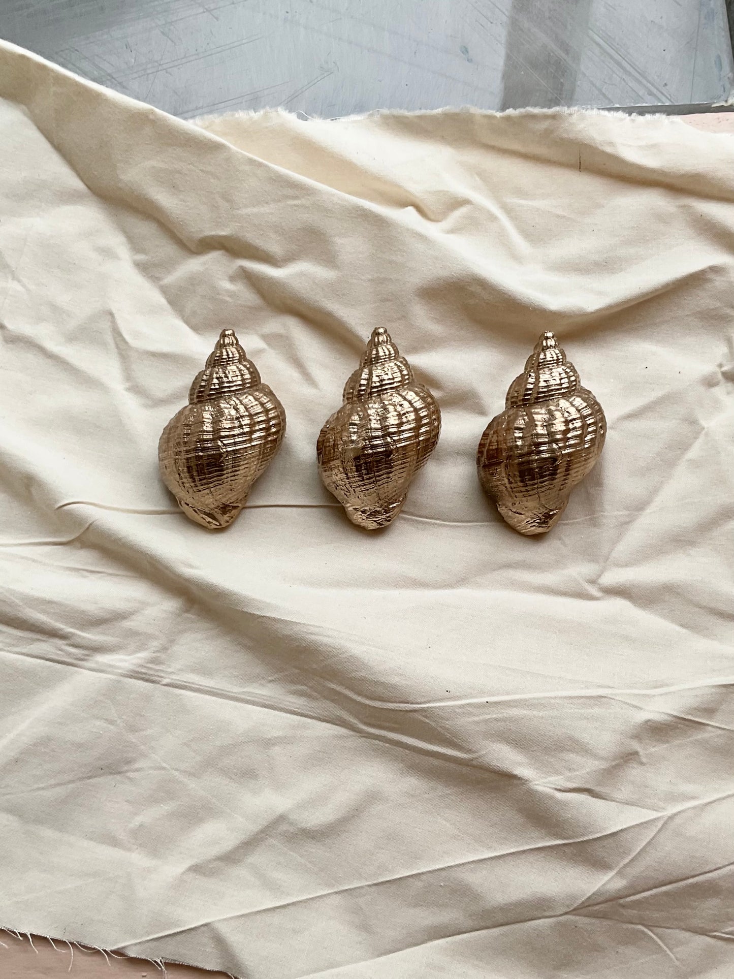 Bronze Whelk Shell