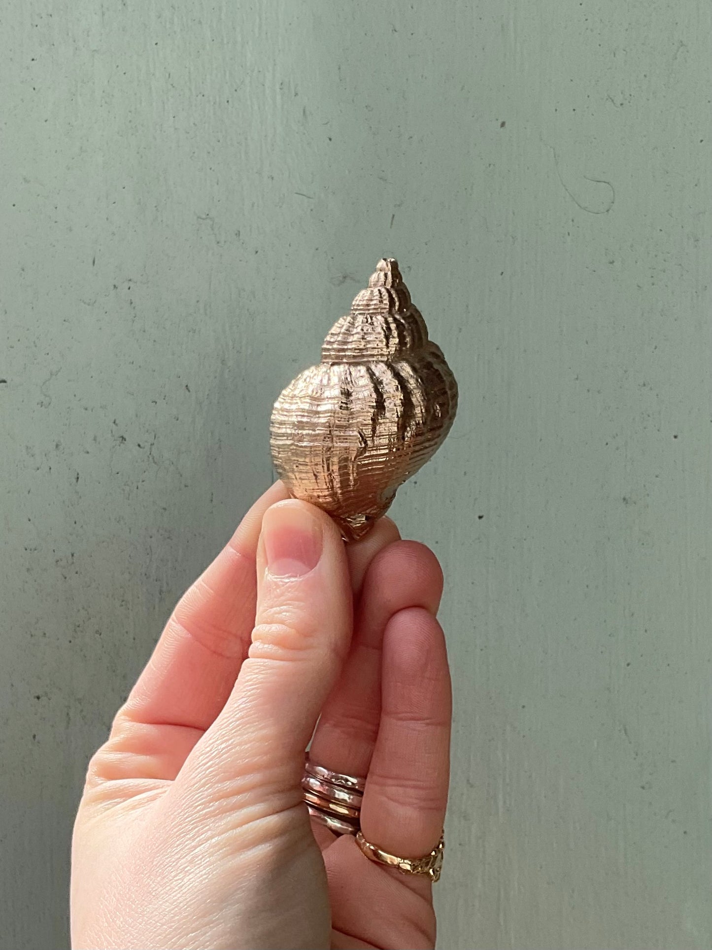 Bronze Whelk Shell