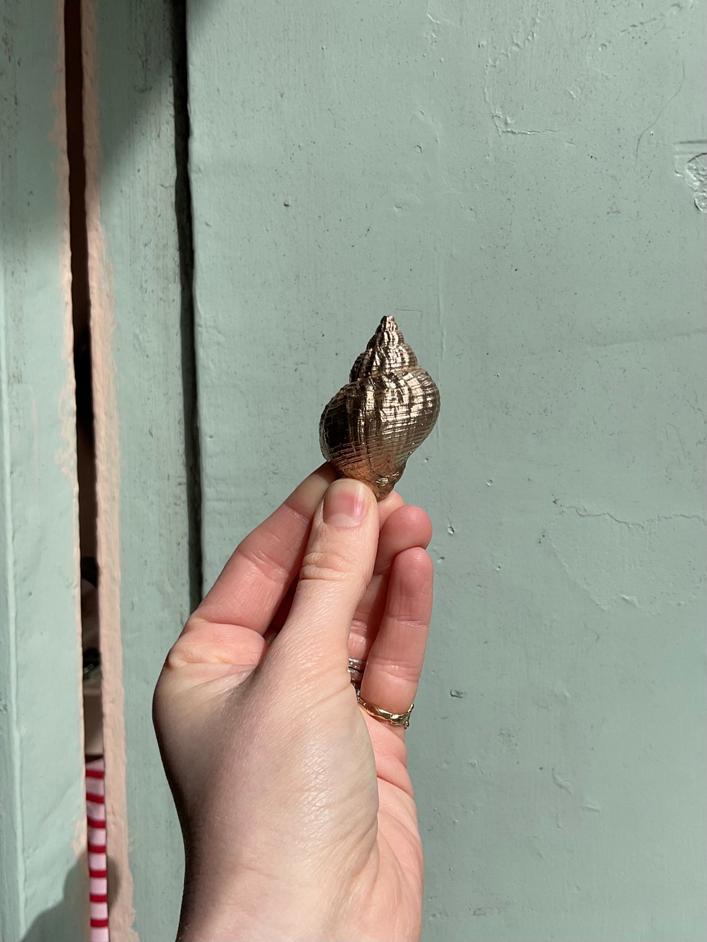 Bronze Whelk Shell