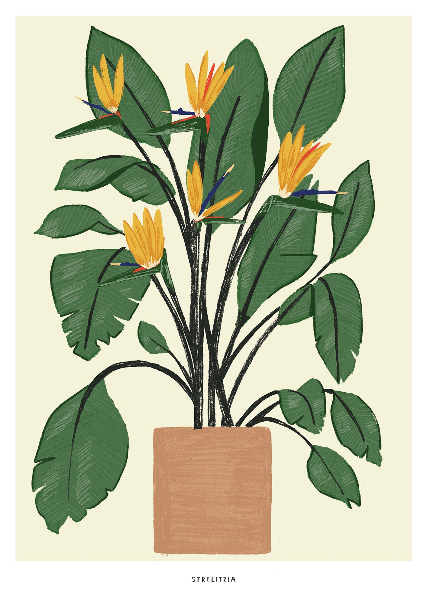 Bird of Paradise Plant giclee print - Alex Foster