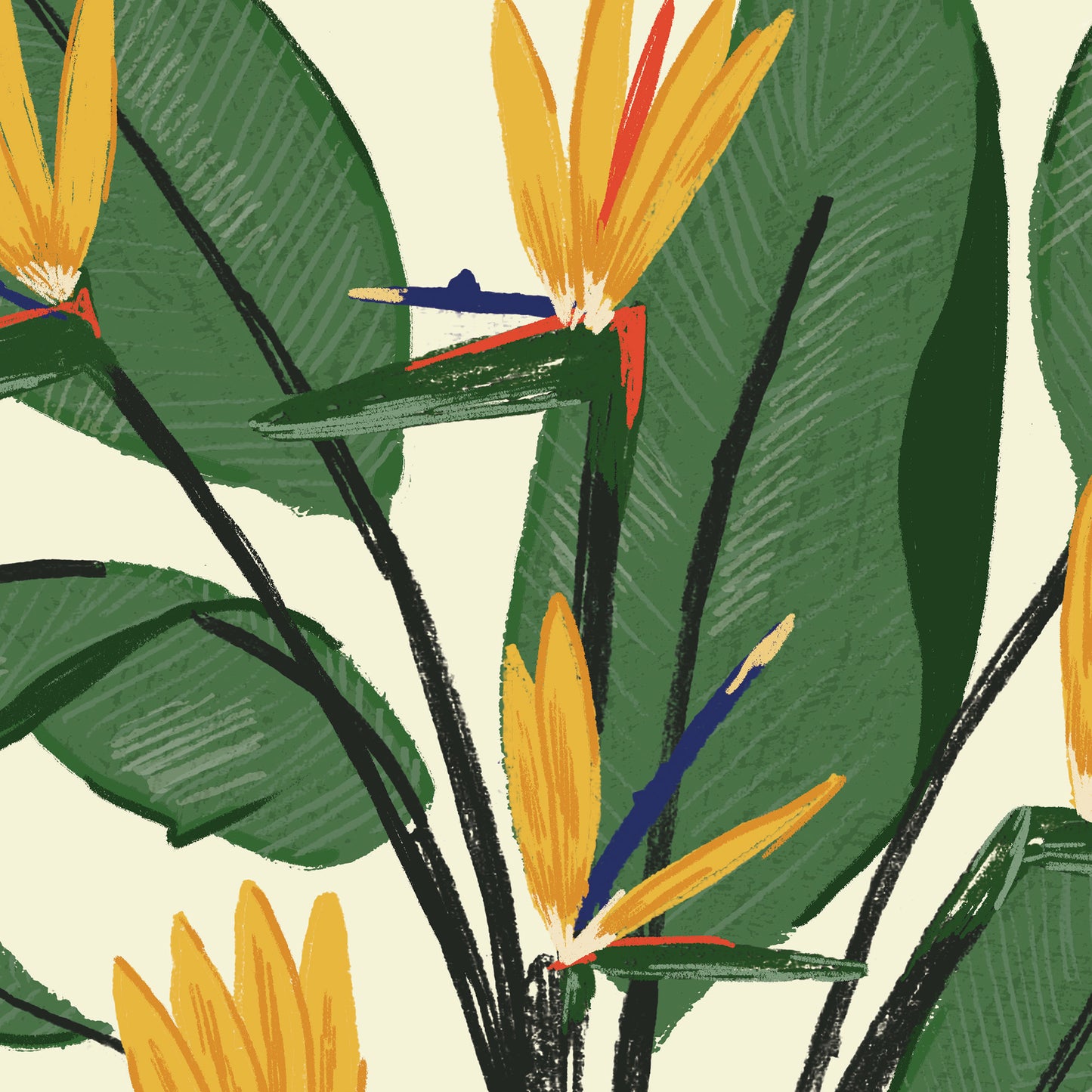 Bird of Paradise Plant giclee print - Alex Foster