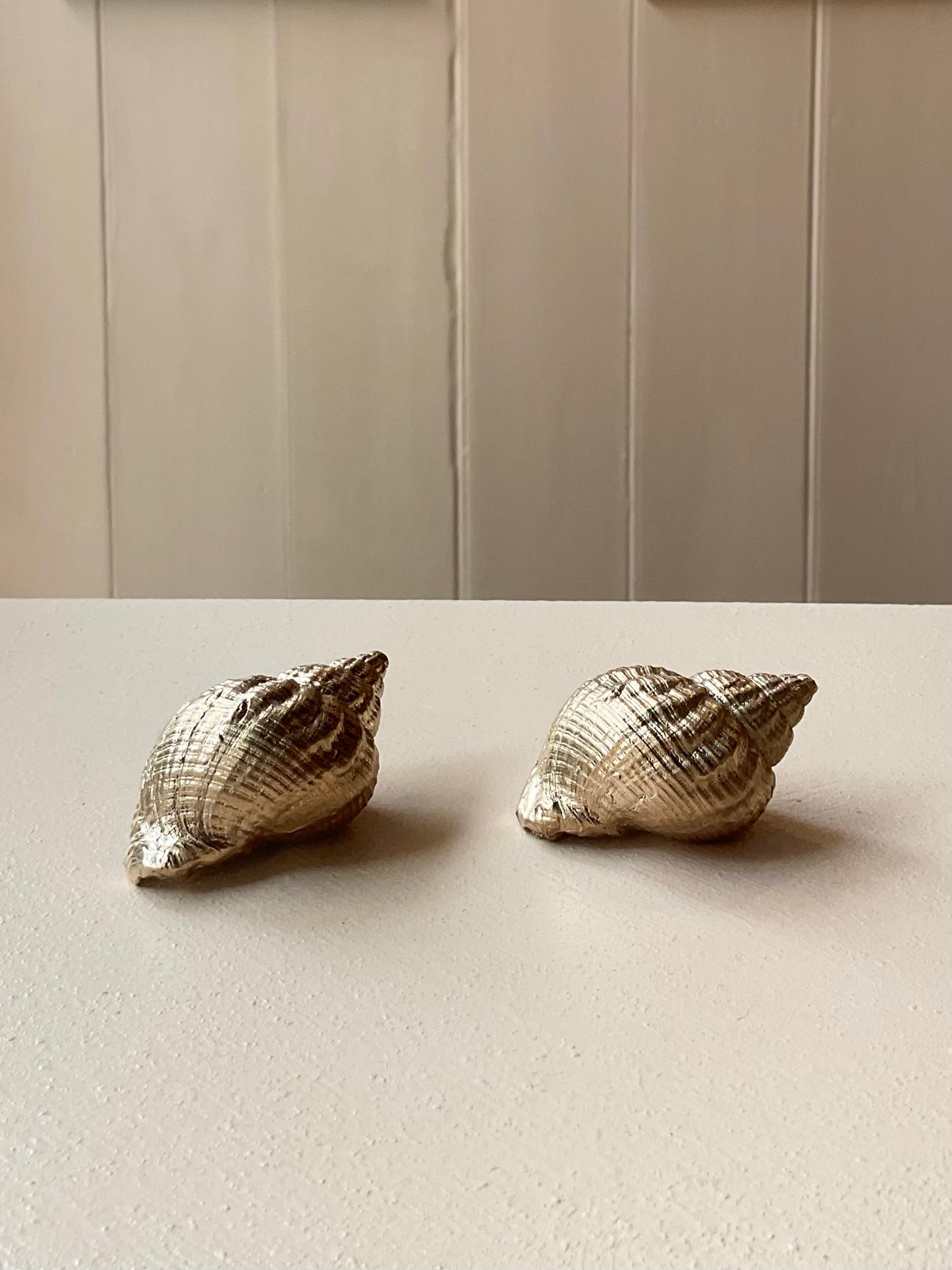 Bronze Whelk Shell